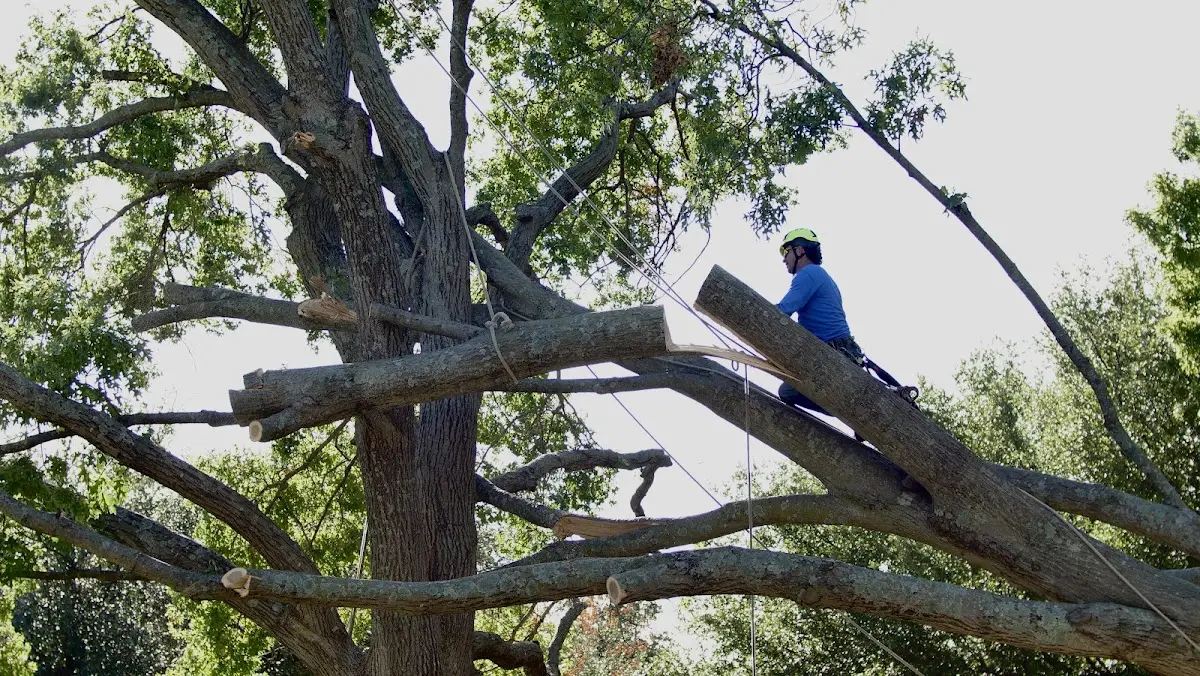 Professional Crown Thinning performed by certified arborists in Pike Road